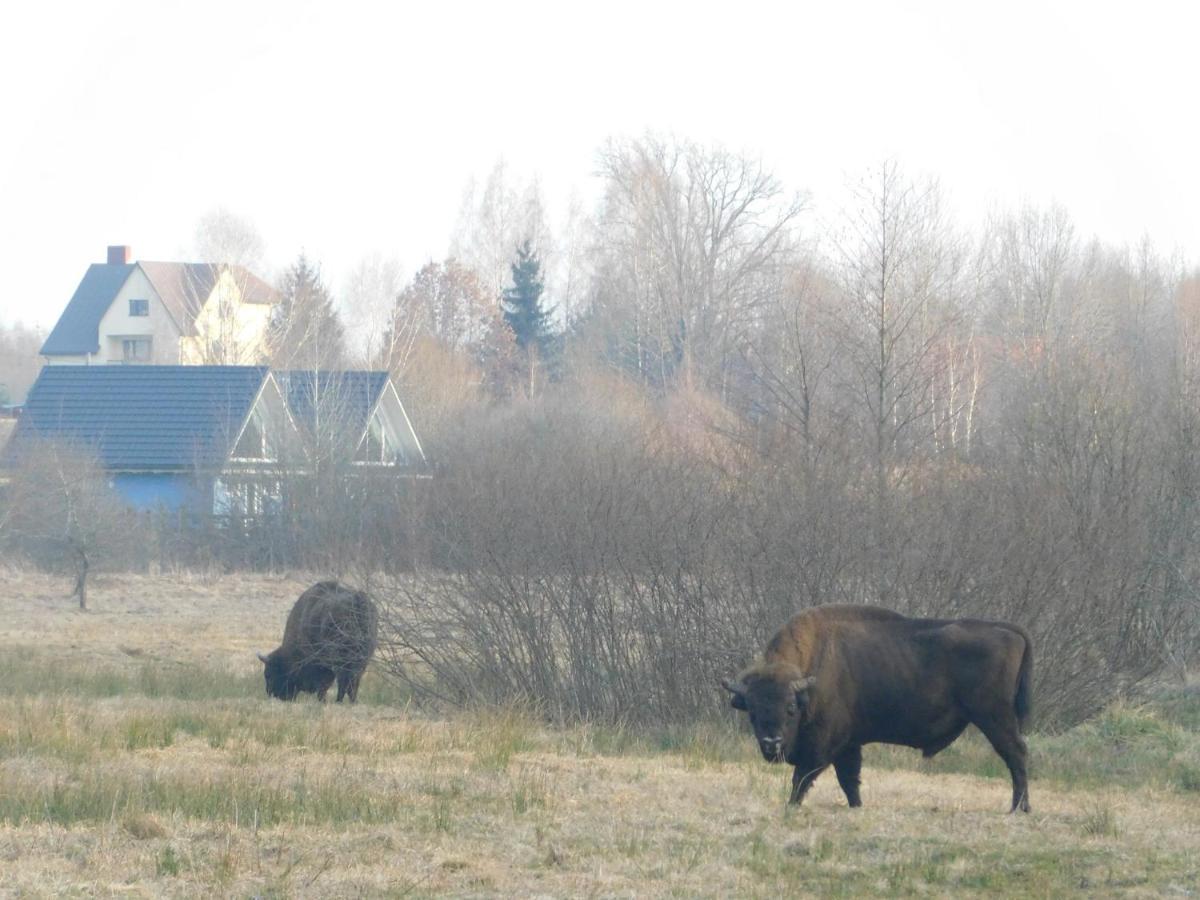 Apartmán Wejmutka, Białowieża Exteriér fotografie