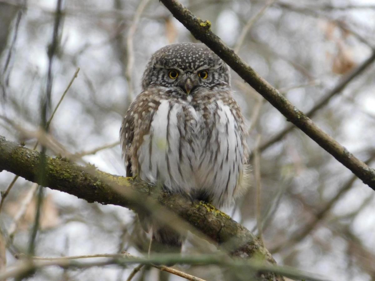 Apartmán Wejmutka, Białowieża Exteriér fotografie