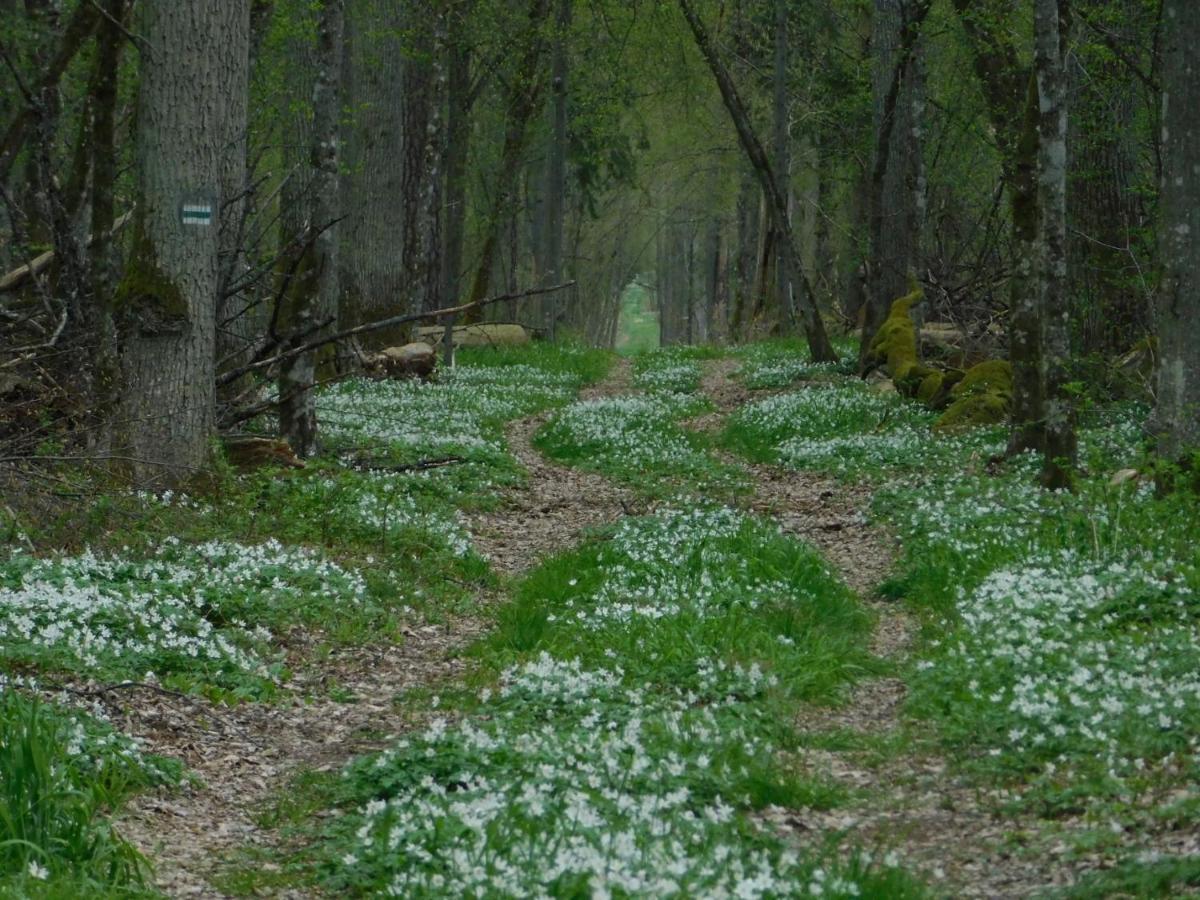 Apartmán Wejmutka, Białowieża Exteriér fotografie
